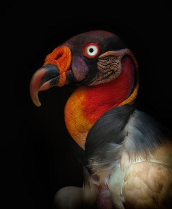 Picture of KING VULTURE-SARCORAMPHUS PAPA