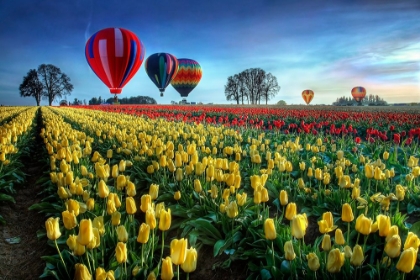 Picture of HOT AIR BALLOONS OVER TULIP FIELD