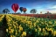 Picture of HOT AIR BALLOONS OVER TULIP FIELD