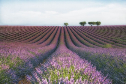 Picture of VELOURS DE LAVENDER