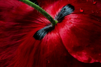 Picture of PAPAVER PASSION