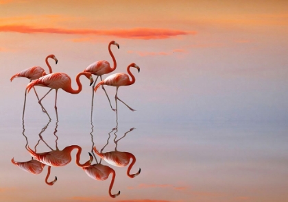 Picture of FLAMINGOS FAMILY