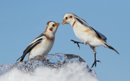 Picture of SNOW BUNTINGS