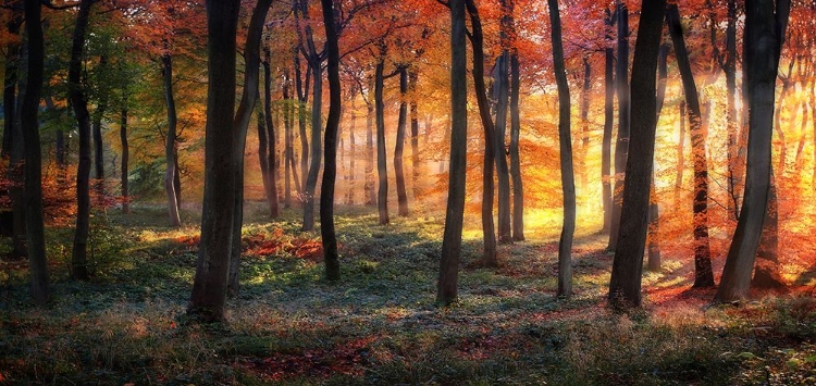 Picture of AUTUMN WOODLAND SUNRISE