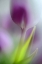 Picture of SOFT SECRETS