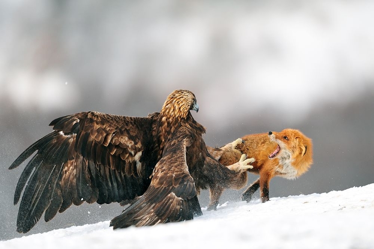 Picture of GOLDEN EAGLE AND RED FOX