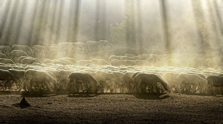 Picture of HERD SHEEP IN THE FOREST