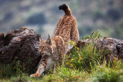 Picture of LYNX ON THE MOVE
