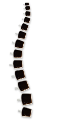 Picture of BACKBONE OF COFFEE