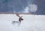 Picture of FALLOW DEER IN THE FROZEN WINTER LANDSCAPE
