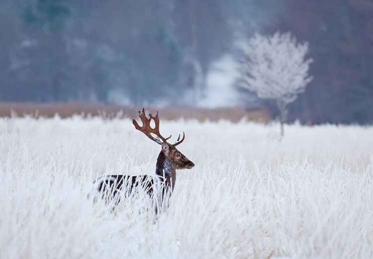 Picture of FALLOW DEER IN THE FROZEN WINTER LANDSCAPE