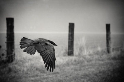 Picture of THE DAY OF THE RAVEN