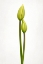 Picture of TULIP TIME