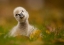 Picture of BLACK SWAN BABY