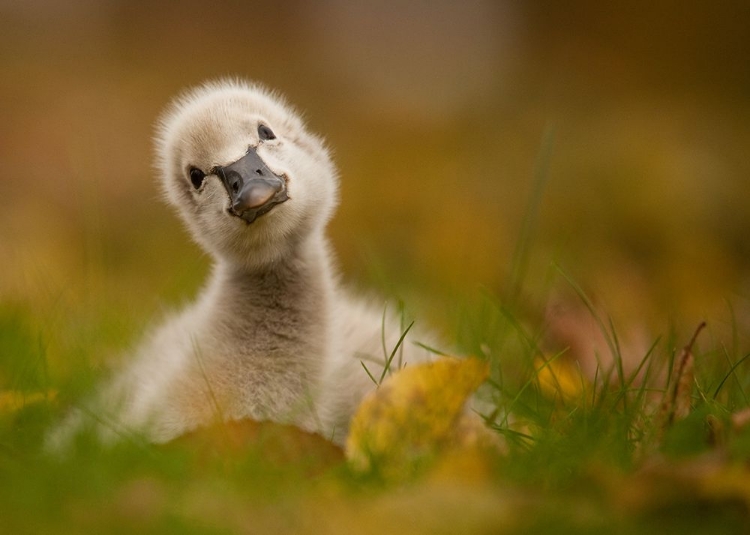 Picture of BLACK SWAN BABY