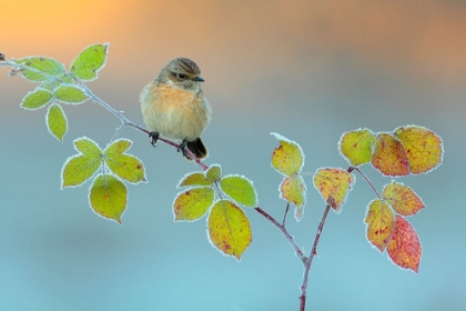 Picture of WINTER COLORS