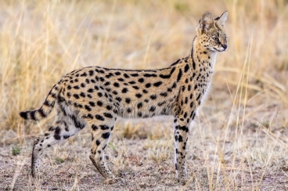 Picture of SERVAL HUNTING