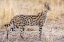 Picture of SERVAL HUNTING