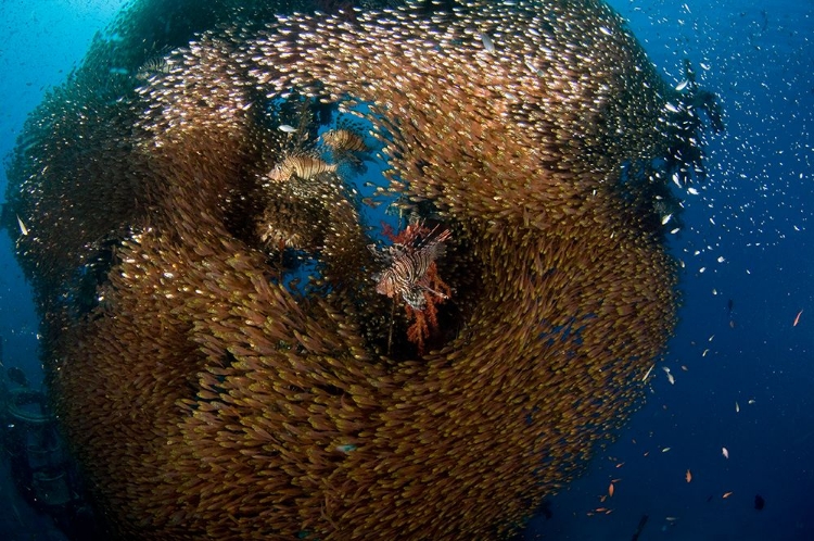 Picture of GLASS AND LION FISH