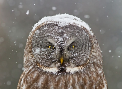 Picture of GREAT GREY OWL WINTER PORTRAIT