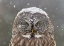 Picture of GREAT GREY OWL WINTER PORTRAIT