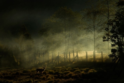 Picture of MISTY MORNING