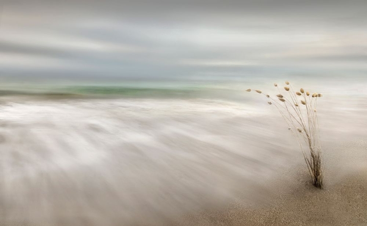 Picture of EARS IN THE SEA