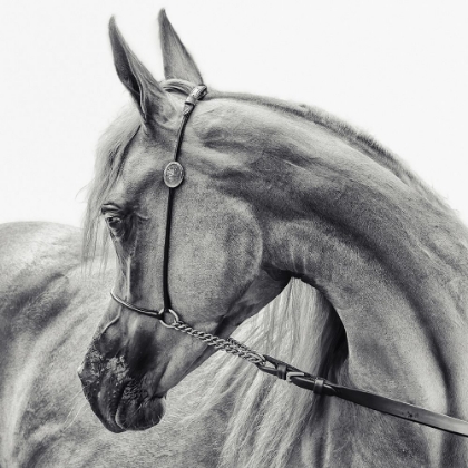 Picture of THE ARABIAN HORSE