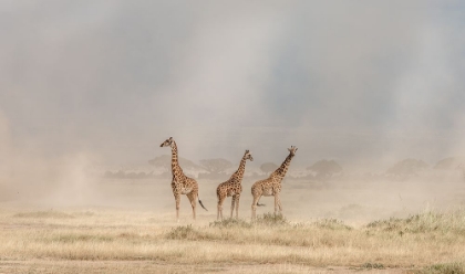 Picture of WEATHERING THE AMBOSELI DUST DEVILS