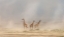 Picture of WEATHERING THE AMBOSELI DUST DEVILS