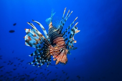 Picture of LIONFISH