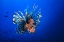 Picture of LIONFISH