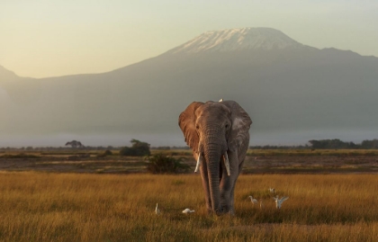 Picture of UNDER THE ROOF OF AFRICA