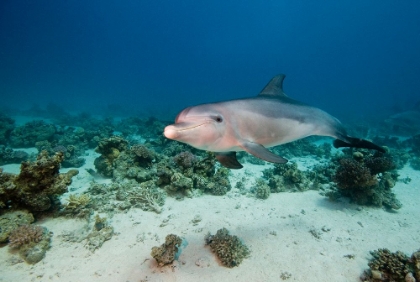 Picture of BOTTLENOSE DOLPHIN
