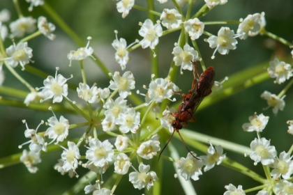 Picture of RED POLLINATOR