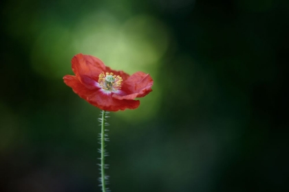 Picture of MORNING POPPY