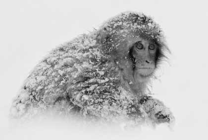 Picture of SNOW MONKEY