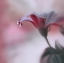 Picture of INVISIBLE TOUCH...