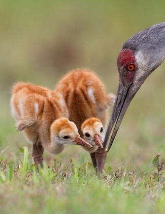 Picture of SANDHILL CRANE WITH CHICKS