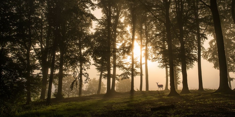 Picture of DEER IN THE MORNING MIST.