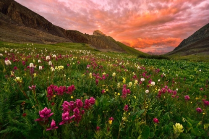 Picture of CARPET OF WILDFLOWERS