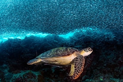 Picture of TURTLE AND SARDINES
