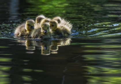 Picture of CUTE BABY CANADA GEESE