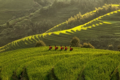 Picture of FIVE LADIES IN RICE FIELDS