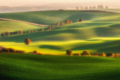 Picture of GREEN FIELDS