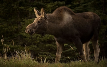 Picture of YOUNG MOOSE ON THE LOOSE