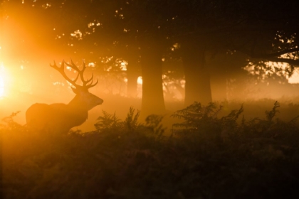 Picture of STAG IN THE MIST