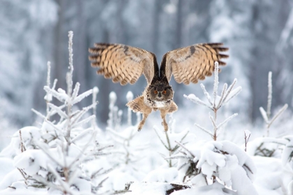 Picture of EURASIAN EAGLE-OWL