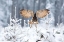 Picture of EURASIAN EAGLE-OWL