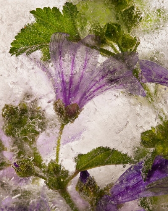 Picture of FROZEN MALLOW FLOWER